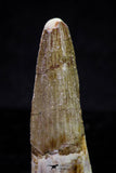 20723 - Great Collection of 3 Spinosaurus Dinosaur Teeth Cretaceous KemKem Beds