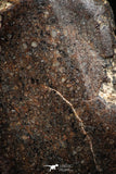 06006 - Beautiful Polished Section NWA Unclassified L-H Type Ordinary Chondrite Meteorite 14.0g