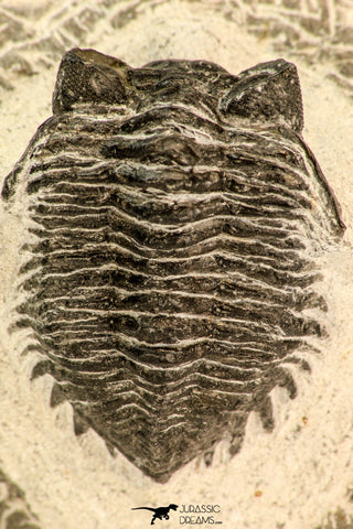 30851 - Beautiful Bug Eyed 1.74 Inch Coltraneia effelesa Middle Devonian