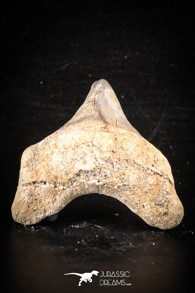 88712 - Super Rare Pathologically Deformed 1.83 Inch Otodus obliquus Shark Tooth