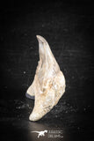 88712 - Super Rare Pathologically Deformed 1.83 Inch Otodus obliquus Shark Tooth