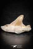 88713 - Super Rare Pathologically Deformed 1.79 Inch Otodus obliquus Shark Tooth