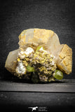 22114 - Lustrous Yellow Green Apatite Crystals on Brecciated Matrix - Imilchil (Morocco)