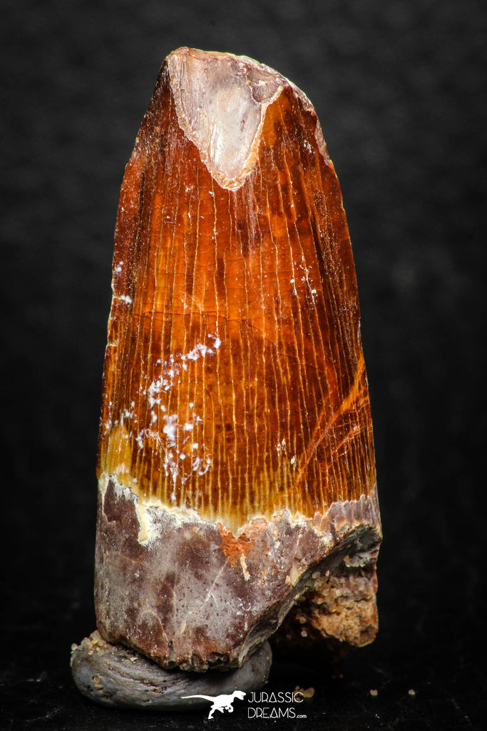 08167 - Nice 1.66 Inch Spinosaurus Dinosaur Tooth Cretaceous KemKem Beds
