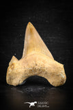 88714 - Super Rare Pathologically Deformed 1.96 Inch Otodus obliquus Shark Tooth