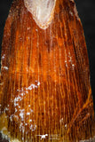 08167 - Nice 1.66 Inch Spinosaurus Dinosaur Tooth Cretaceous KemKem Beds