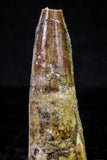 20724 - Great Collection of 3 Spinosaurus Dinosaur Teeth Cretaceous KemKem Beds