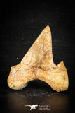 88714 - Super Rare Pathologically Deformed 1.96 Inch Otodus obliquus Shark Tooth