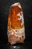 08167 - Nice 1.66 Inch Spinosaurus Dinosaur Tooth Cretaceous KemKem Beds