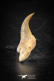 88714 - Super Rare Pathologically Deformed 1.96 Inch Otodus obliquus Shark Tooth