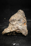 06008 - Beautiful Polished Section NWA Unclassified L-H Type Ordinary Chondrite Meteorite 12.0g