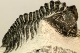 30851 - Beautiful Bug Eyed 1.74 Inch Coltraneia effelesa Middle Devonian