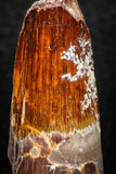 08167 - Nice 1.66 Inch Spinosaurus Dinosaur Tooth Cretaceous KemKem Beds