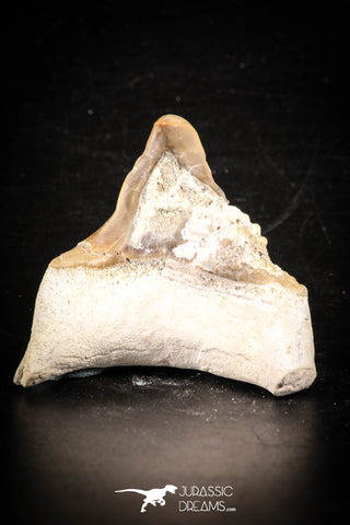 88715 - Super Rare Pathologically Deformed 1.82 Inch Otodus obliquus Shark Tooth