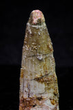20724 - Great Collection of 3 Spinosaurus Dinosaur Teeth Cretaceous KemKem Beds
