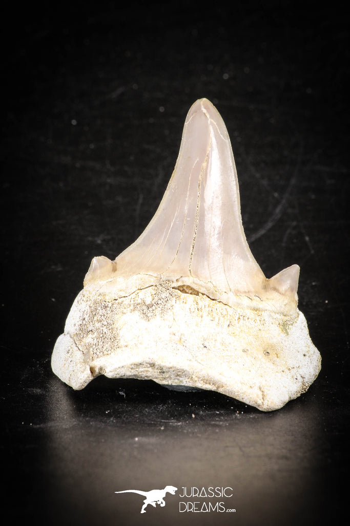 88716 - Super Rare Pathologically Deformed 1.92 Inch Otodus obliquus Shark Tooth