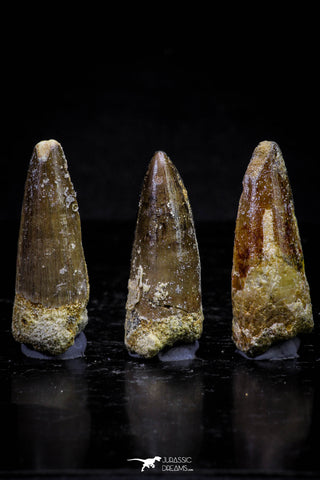 20725 - Great Collection of 3 Spinosaurus Dinosaur Teeth Cretaceous KemKem Beds