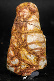 06010 - Rare Spinosaurus - Crocodile 2.09 Inch Coprolite with Digested Fish Scales