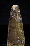 20725 - Great Collection of 3 Spinosaurus Dinosaur Teeth Cretaceous KemKem Beds