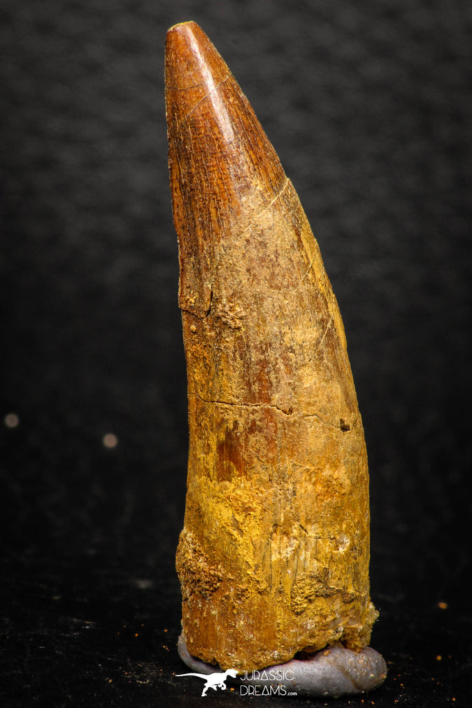 08169 - Nice 1.86 Inch Spinosaurus Dinosaur Tooth Cretaceous KemKem Beds