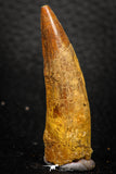 08169 - Nice 1.86 Inch Spinosaurus Dinosaur Tooth Cretaceous KemKem Beds