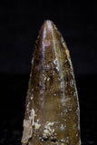 20725 - Great Collection of 3 Spinosaurus Dinosaur Teeth Cretaceous KemKem Beds