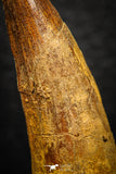 08169 - Nice 1.86 Inch Spinosaurus Dinosaur Tooth Cretaceous KemKem Beds