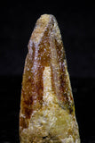 20725 - Great Collection of 3 Spinosaurus Dinosaur Teeth Cretaceous KemKem Beds