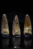 20725 - Great Collection of 3 Spinosaurus Dinosaur Teeth Cretaceous KemKem Beds