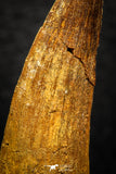 08169 - Nice 1.86 Inch Spinosaurus Dinosaur Tooth Cretaceous KemKem Beds