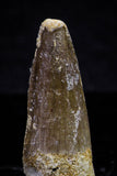 20725 - Great Collection of 3 Spinosaurus Dinosaur Teeth Cretaceous KemKem Beds