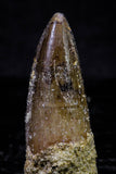 20725 - Great Collection of 3 Spinosaurus Dinosaur Teeth Cretaceous KemKem Beds