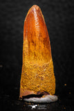 08170 - Nice 1.65 Inch Spinosaurus Dinosaur Tooth Cretaceous KemKem Beds