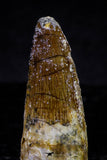 20725 - Great Collection of 3 Spinosaurus Dinosaur Teeth Cretaceous KemKem Beds