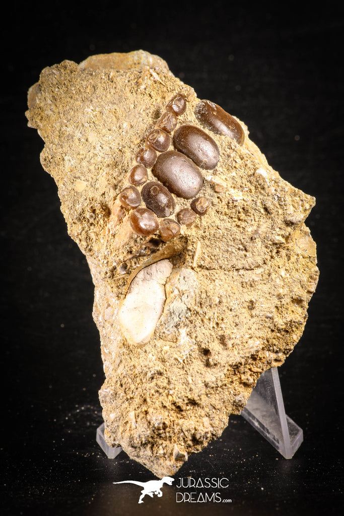 88720 - Top Beautiful 1.53 Inch Phacodus Dental Plate in Natural Matrix Cretaceous