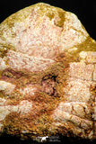 06011 - Rare Spinosaurus - Crocodile 1.69 Inch Coprolite with Digested Fish Scales