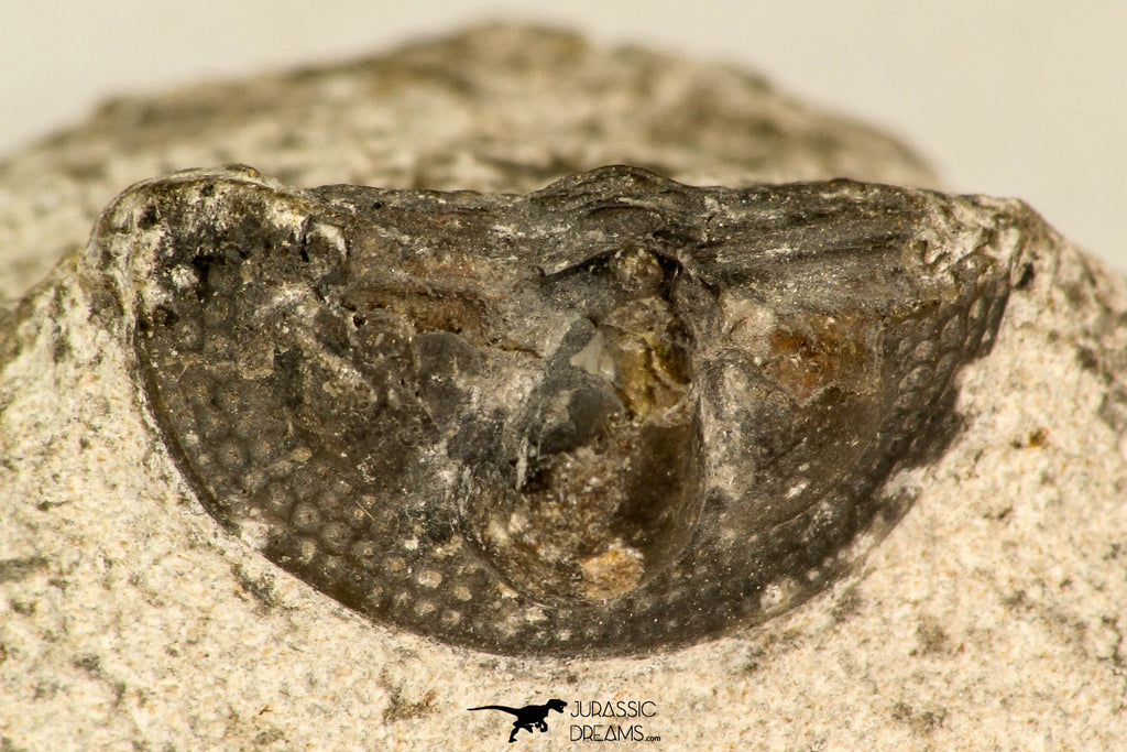 30852 - Nicely Preserved 0.80 Inch Onnia sp Ordovician Trilobite