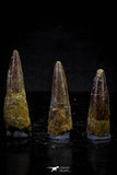 20726 - Great Collection of 3 Spinosaurus Dinosaur Teeth Cretaceous KemKem Beds