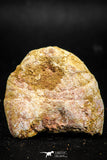06011 - Rare Spinosaurus - Crocodile 1.69 Inch Coprolite with Digested Fish Scales