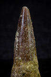 20726 - Great Collection of 3 Spinosaurus Dinosaur Teeth Cretaceous KemKem Beds