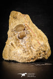 88721 - Top Beautiful 1.75 Inch Phacodus Dental Plate in Natural Matrix Cretaceous
