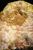 06011 - Rare Spinosaurus - Crocodile 1.69 Inch Coprolite with Digested Fish Scales