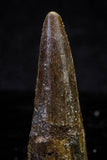 20726 - Great Collection of 3 Spinosaurus Dinosaur Teeth Cretaceous KemKem Beds