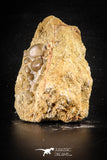 88721 - Top Beautiful 1.75 Inch Phacodus Dental Plate in Natural Matrix Cretaceous