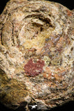 06012 - Rare Spinosaurus - Crocodile 1.50 Inch Coprolite with Digested Fish Scales
