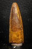 08171 - Nice 1.67 Inch Spinosaurus Dinosaur Tooth Cretaceous KemKem Beds