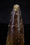 20726 - Great Collection of 3 Spinosaurus Dinosaur Teeth Cretaceous KemKem Beds