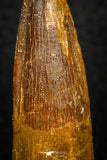 08171 - Nice 1.67 Inch Spinosaurus Dinosaur Tooth Cretaceous KemKem Beds