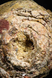 06012 - Rare Spinosaurus - Crocodile 1.50 Inch Coprolite with Digested Fish Scales