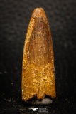 08171 - Nice 1.67 Inch Spinosaurus Dinosaur Tooth Cretaceous KemKem Beds